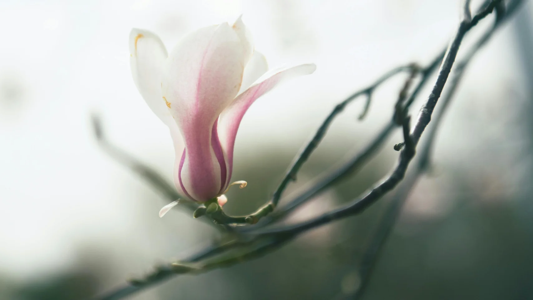 Soft magnolia blossom representing renewal and new beginnings